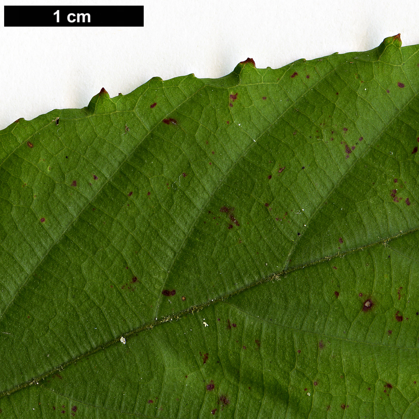 High resolution image: Family: Rosaceae - Genus: Rubus - Taxon: swinhoei - SpeciesSub: var. kawakamii